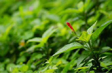 植物的叶形与风水